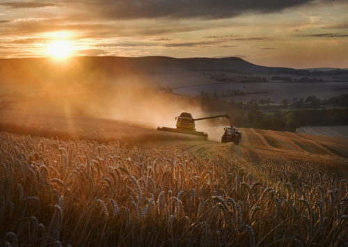 Golden Wheat harvest